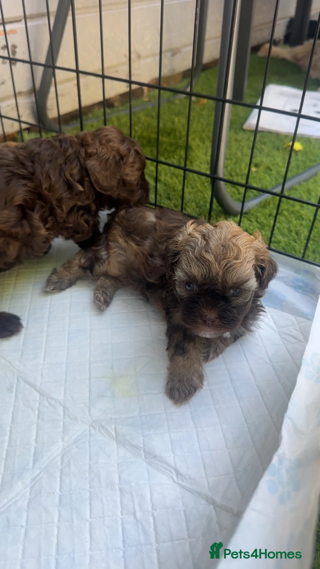 Shihpoo dogs for sale: Imperial Shih Tzu/merle toy poodle in Mayfield - Advert 10