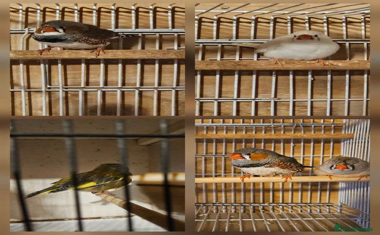 Finches birds - Advert 5