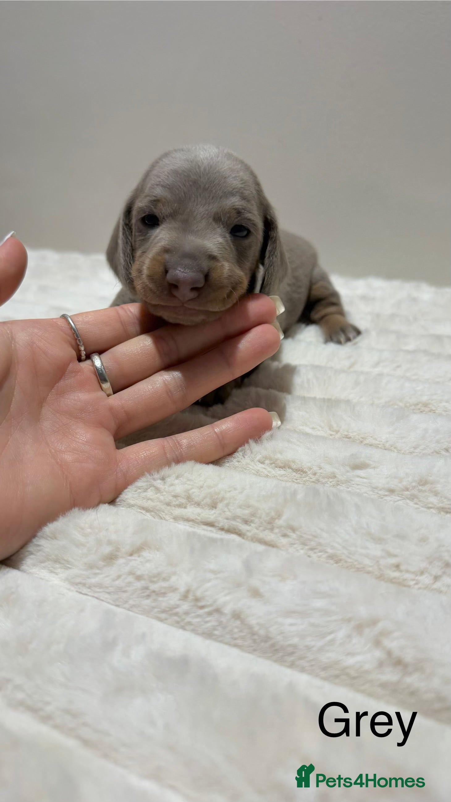 Miniature Dachshund dogs for sale: 🐾 Miniature Dachshund Puppies For Sale 🐾  - Advert 19