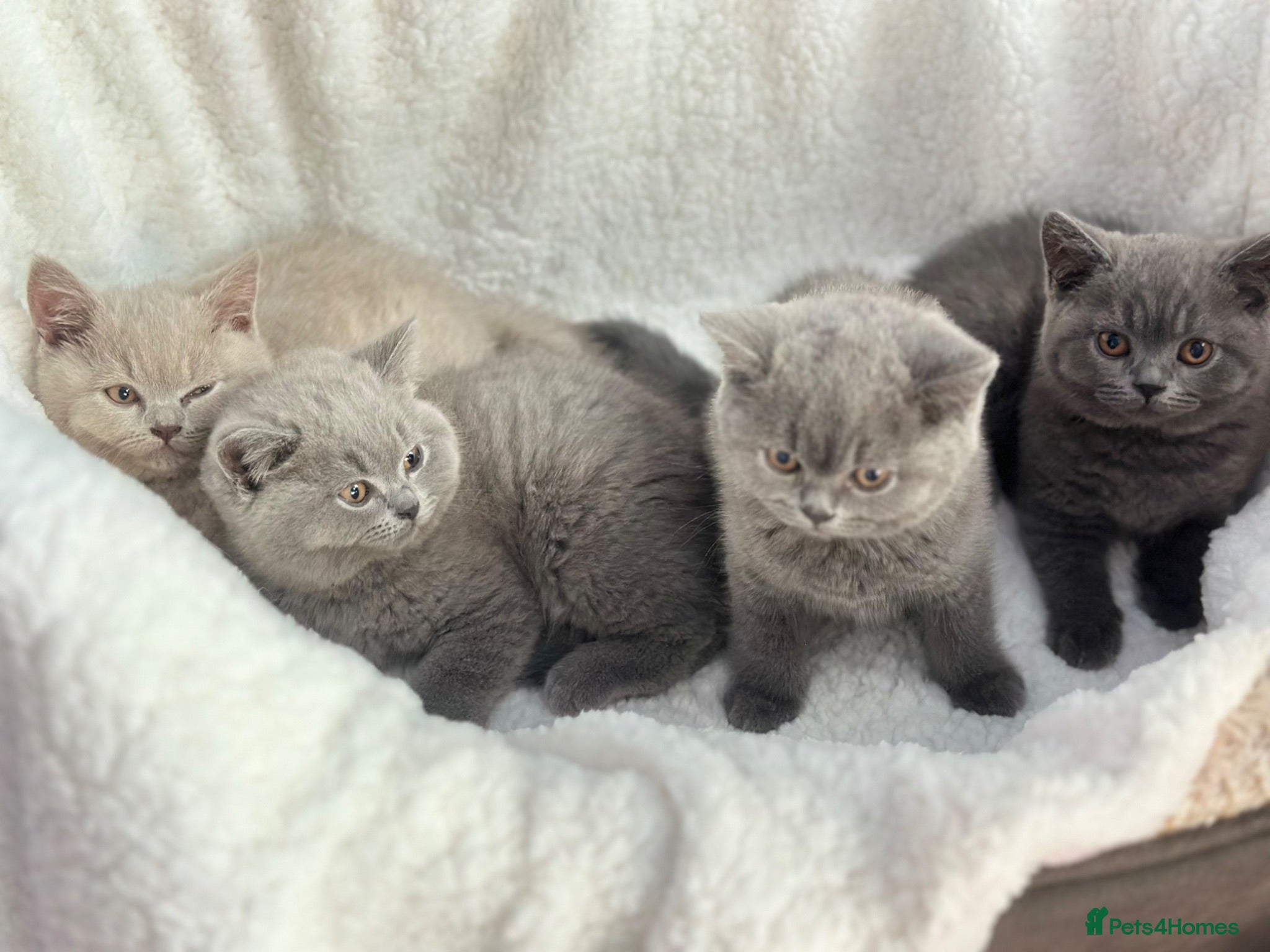 British Shorthair cats GCCF registered kitten - Advert 2
