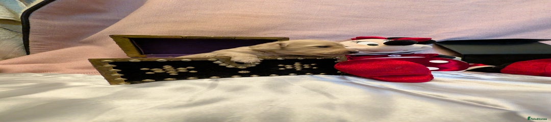 Miniature Dachshund Puppy 3