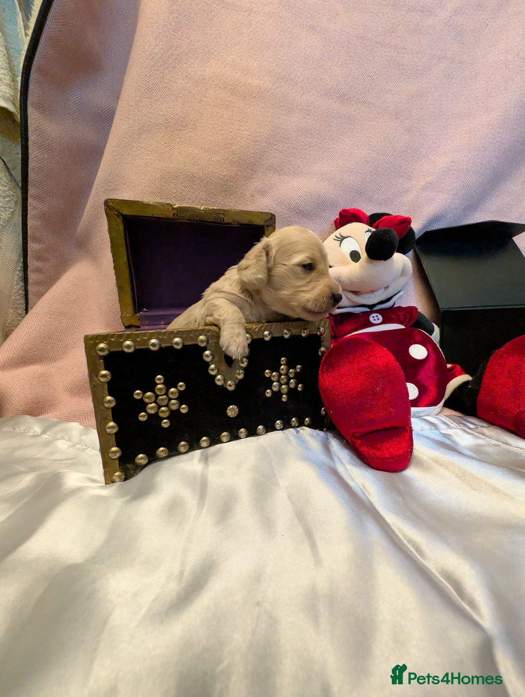 Miniature Dachshund dogs for sale:  Exquisite Long Coat Cream & Black & Tan Babies - Image 15