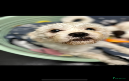 Mixed Breed dogs for sale: Mix breed pups - Image 9