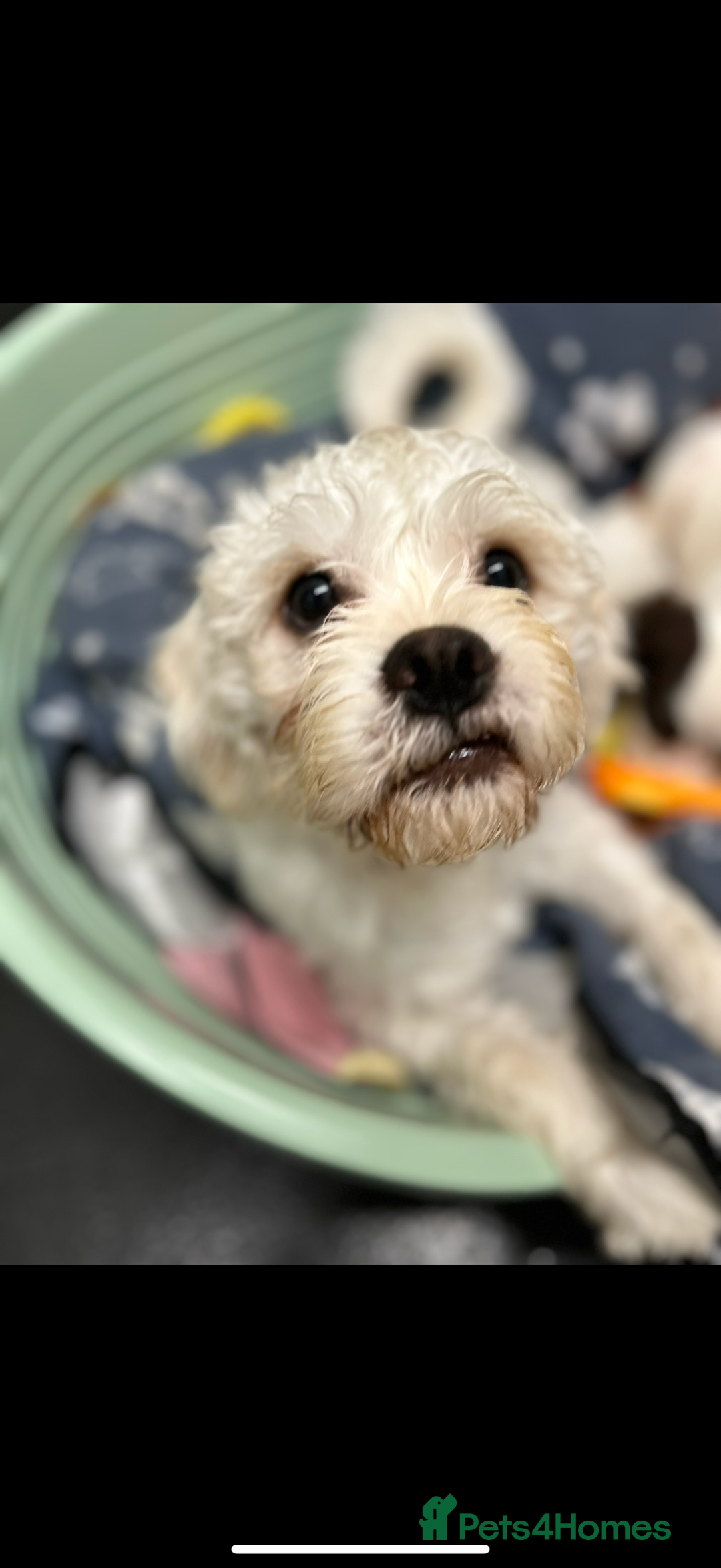 Mixed Breed dogs for sale: Mix breed pups - Image 9