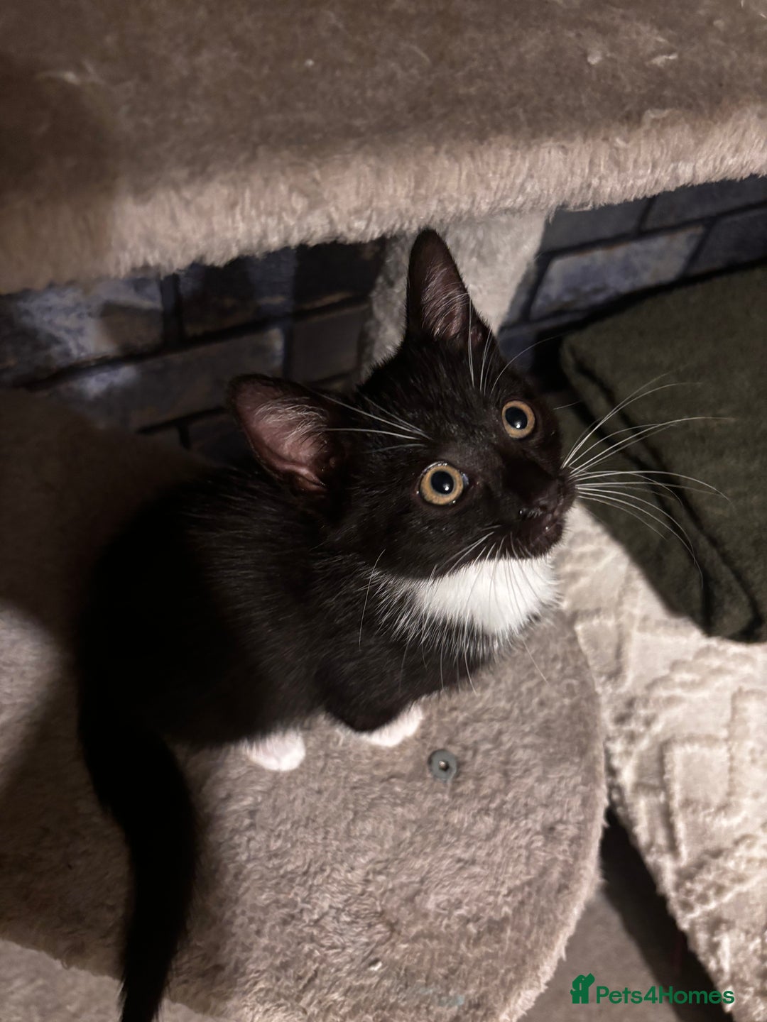 American Shorthair cats for sale: American short hair tabby kittens - Image 13