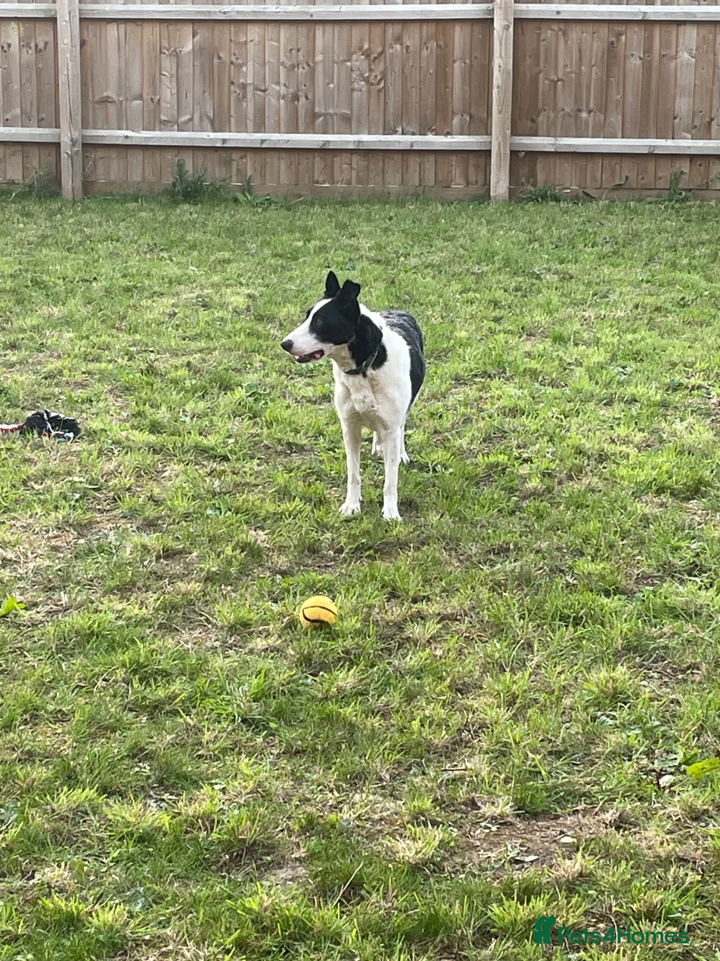 Smooth Collie dogs Mabel - Advert 3