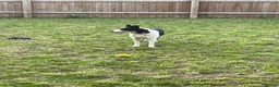 Smooth Collie dogs for sale: Mabel - Advert 1
