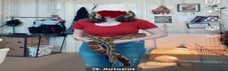 Boa Snake reptiles for sale: 6FT Boa + Full LARGE Setup  - Advert 2