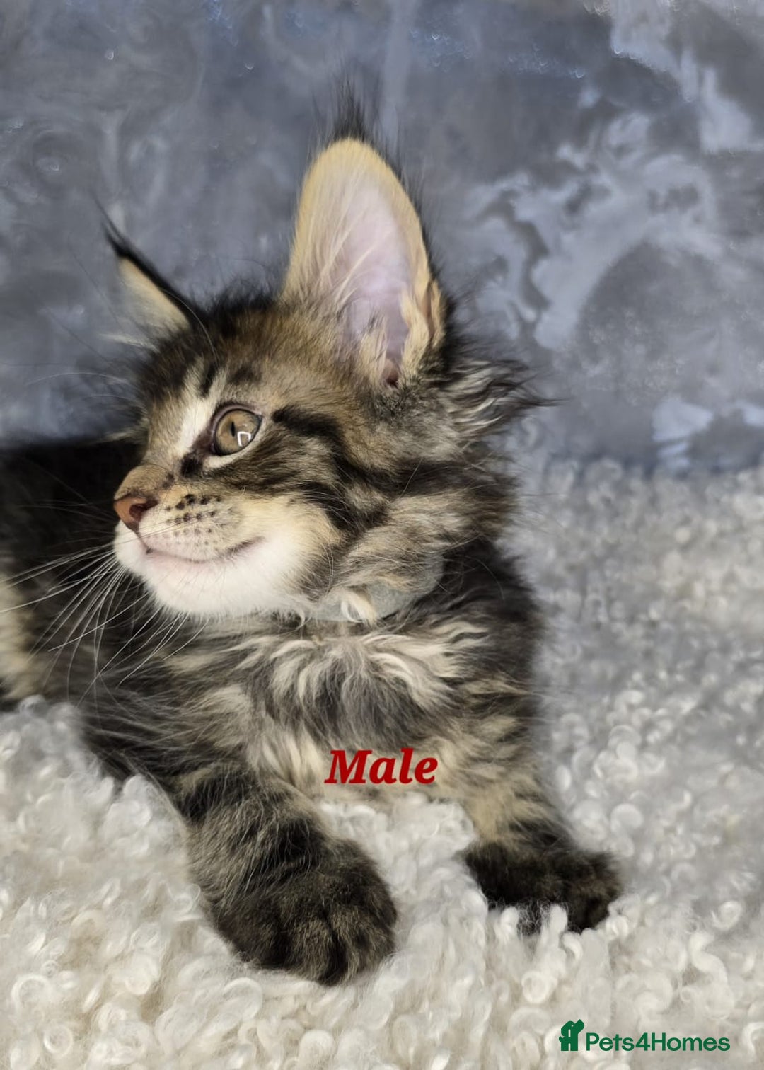 Maine Coon cats for sale: TICA KING SIZE MAINE COON CUBS - Advert 10