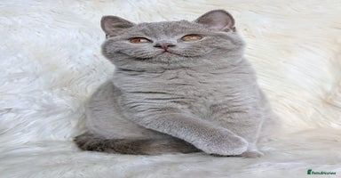 British Shorthair cats - Advert 10