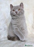 British Shorthair cats - Advert 10
