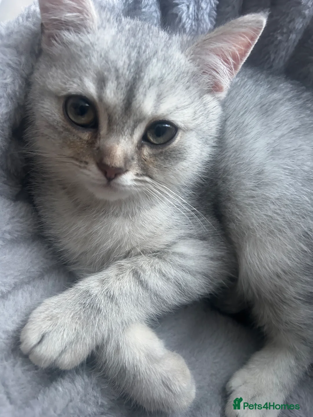 British Shorthair cats for sale: Handsome British Short Hair Boy  in Rotherham - Advert 9