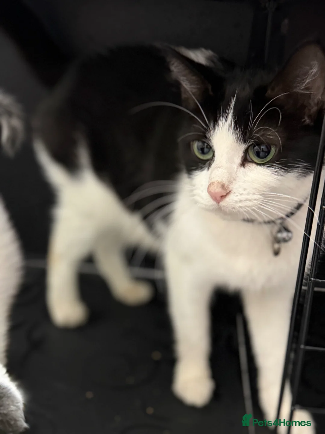 British Shorthair cats for sale: Kittens and cat for sale  - Advert 1