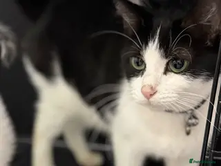 British Shorthair cats Kittens and cat for sale - Advert 4