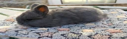 Mixed Breed rabbits for sale: Holicer Rabbits - Advert 10