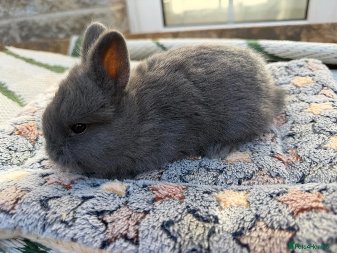 Mixed Breed rabbits for sale: Holicer Rabbits - Advert 10