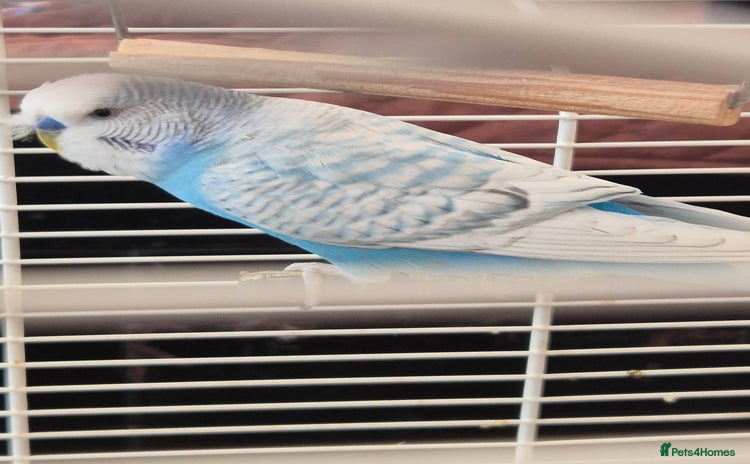 Budgerigars birds - Advert 2