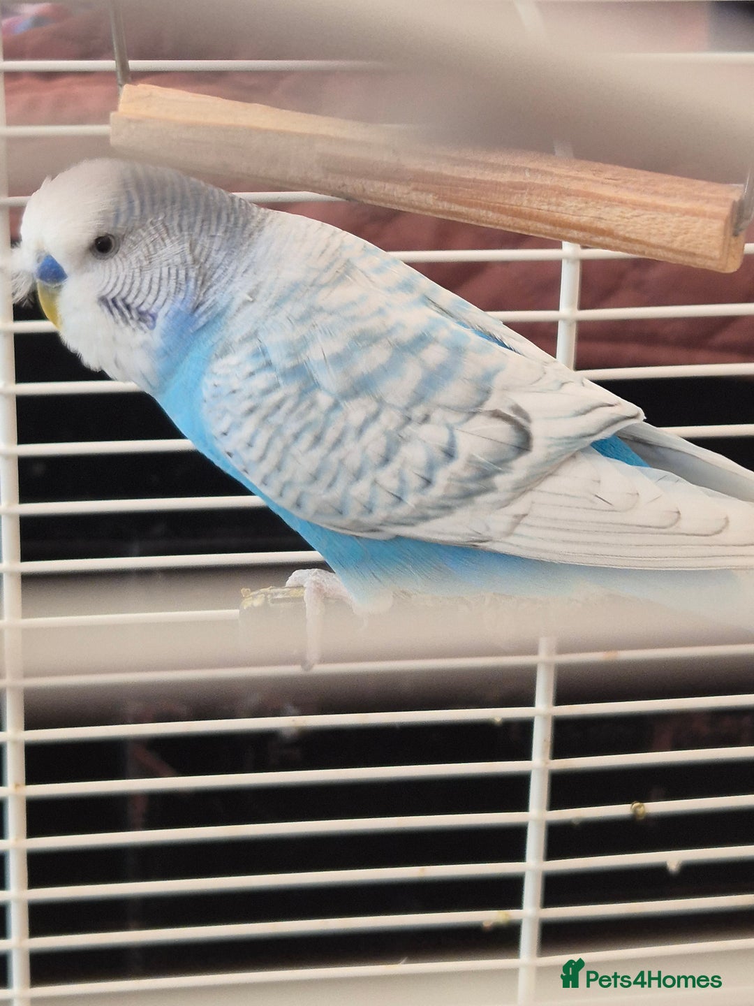 Budgerigars birds for sale: Al Capone needs a home - Image 1