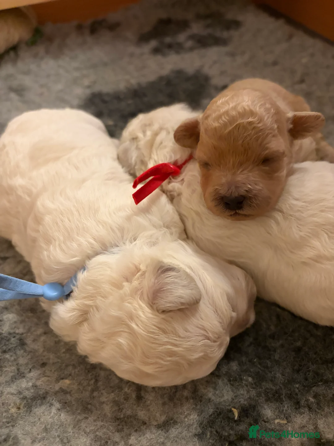 Mixed Breed dogs for sale: 5 Beautiful Poochon Puppies For Sale - Advert 6