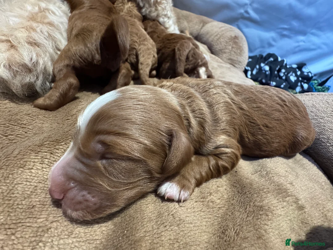 Cavapoo dogs for sale: Beautiful F1b Cavapoo Puppies – Ready Mid February - Advert 15