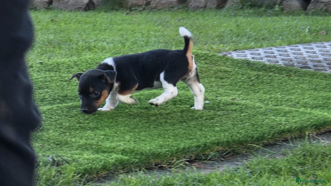 Jack Russell dogs for sale: Excellent pure bred working mini Jack Russell pups - Image 3
