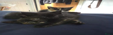Black/ Brown Kitten