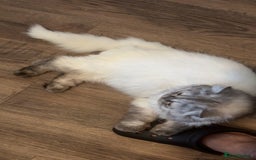 Persian cats for sale: chinchilla Persian male cat for sale - Image 5