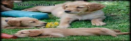 Golden Retriever dogs for sale: READY GOLDEN RETREVER KC PUPPIES - Advert 3