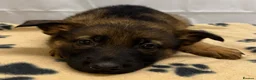 German Shepherd dogs for sale: KC Registered & Health Tested Working Line Puppies - Advert 36