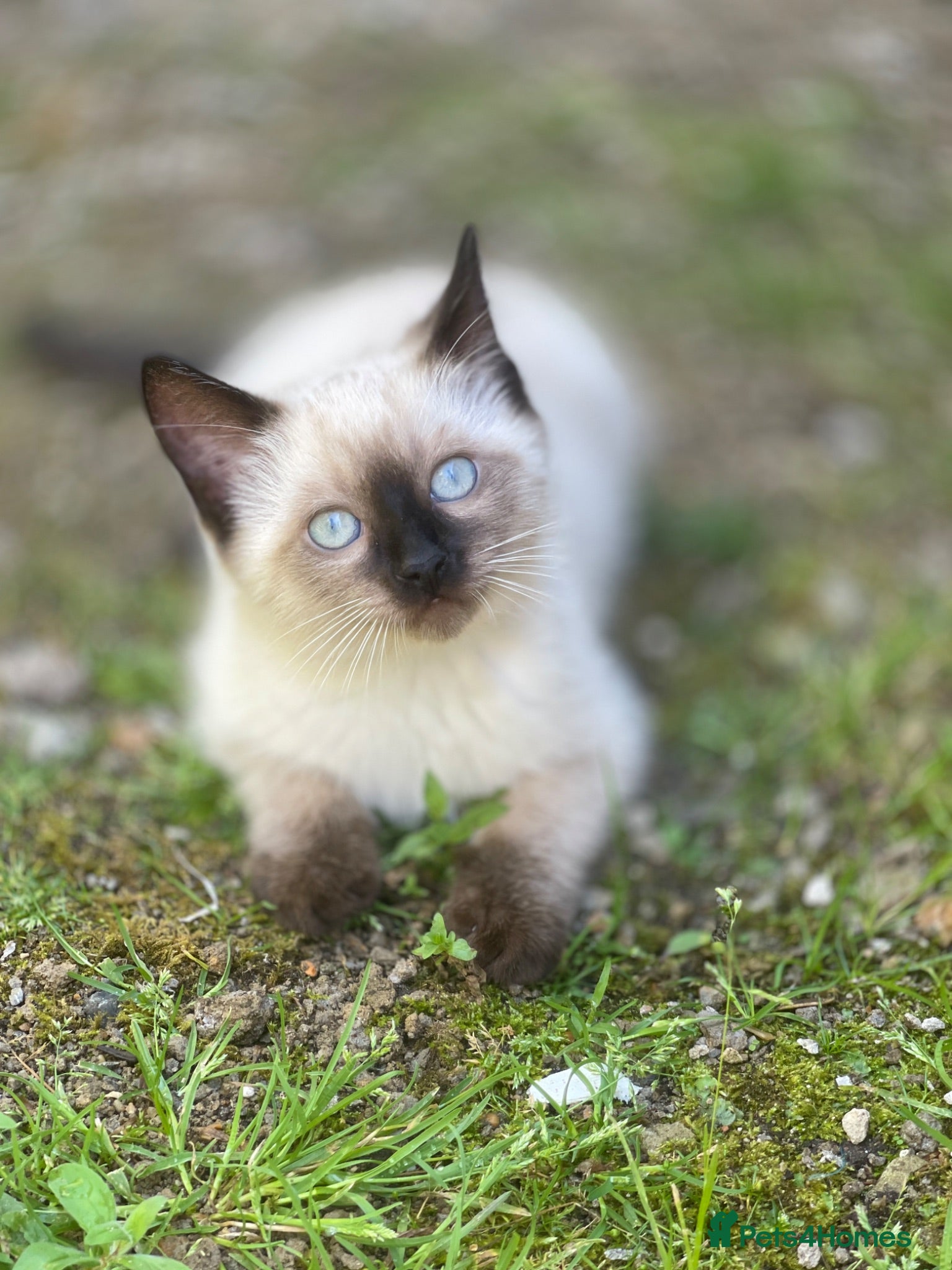 Siamese cats Ready Now – Stunning Blue-Eyed Siamese Kittens  - Advert 4