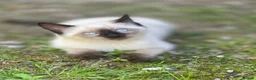 Siamese cats for sale: Ready Now – Stunning Blue-Eyed Siamese Kittens  - Advert 1