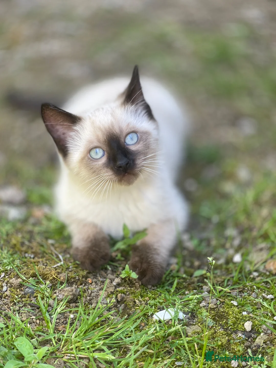 Siamese cats for sale: Ready Now – Stunning Blue-Eyed Siamese Kittens  - Advert 1