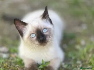 Siamese cats Ready Now – Stunning Blue-Eyed Siamese Kittens - Advert 4