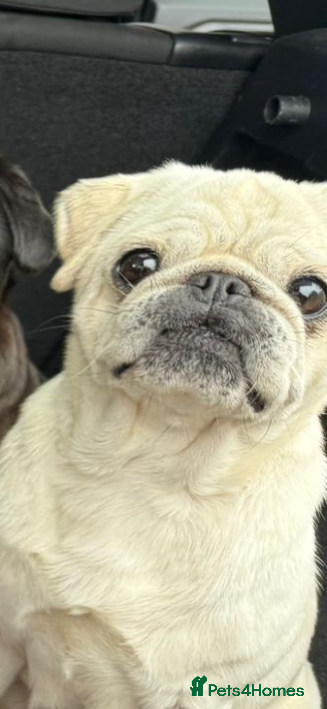 Pug dogs for sale: Black female pug - Image 2