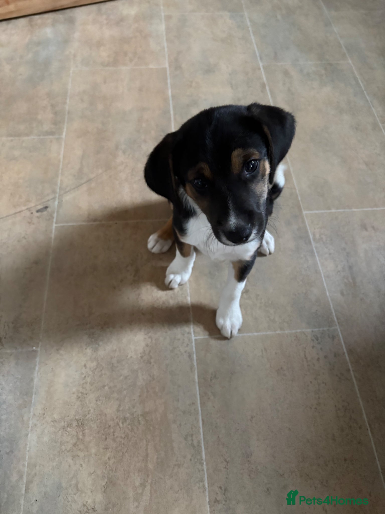 Mixed Breed dogs Male 11 weeks old  - Advert 1