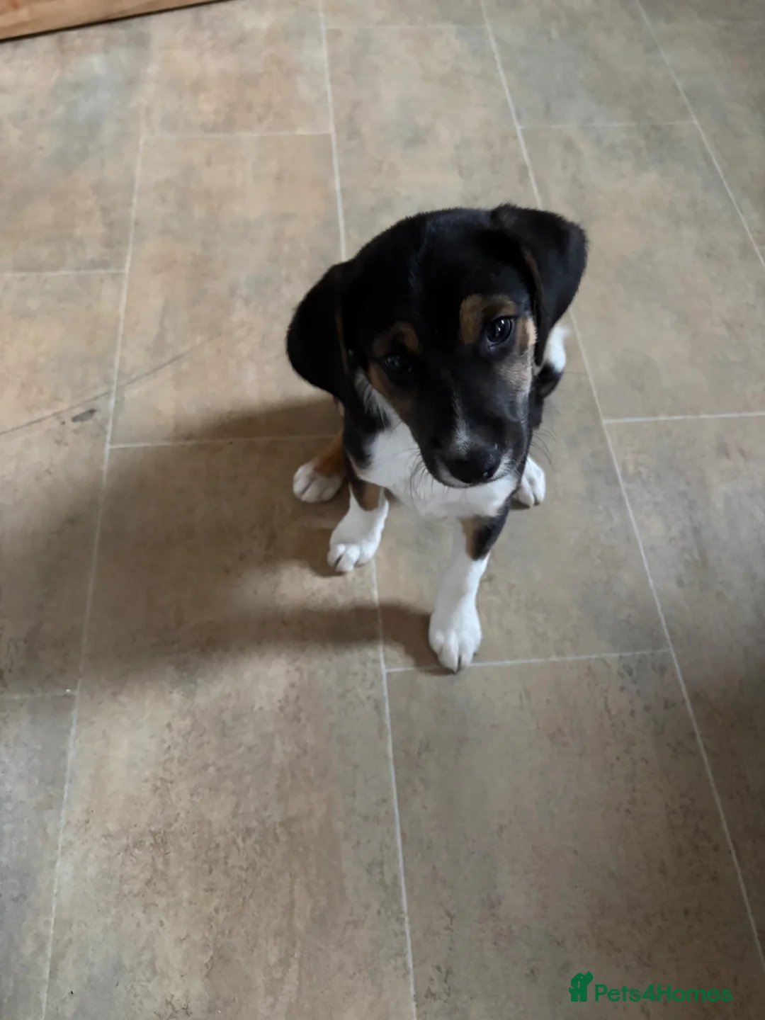 Mixed Breed dogs for sale: Male 11 weeks old  - Advert 1