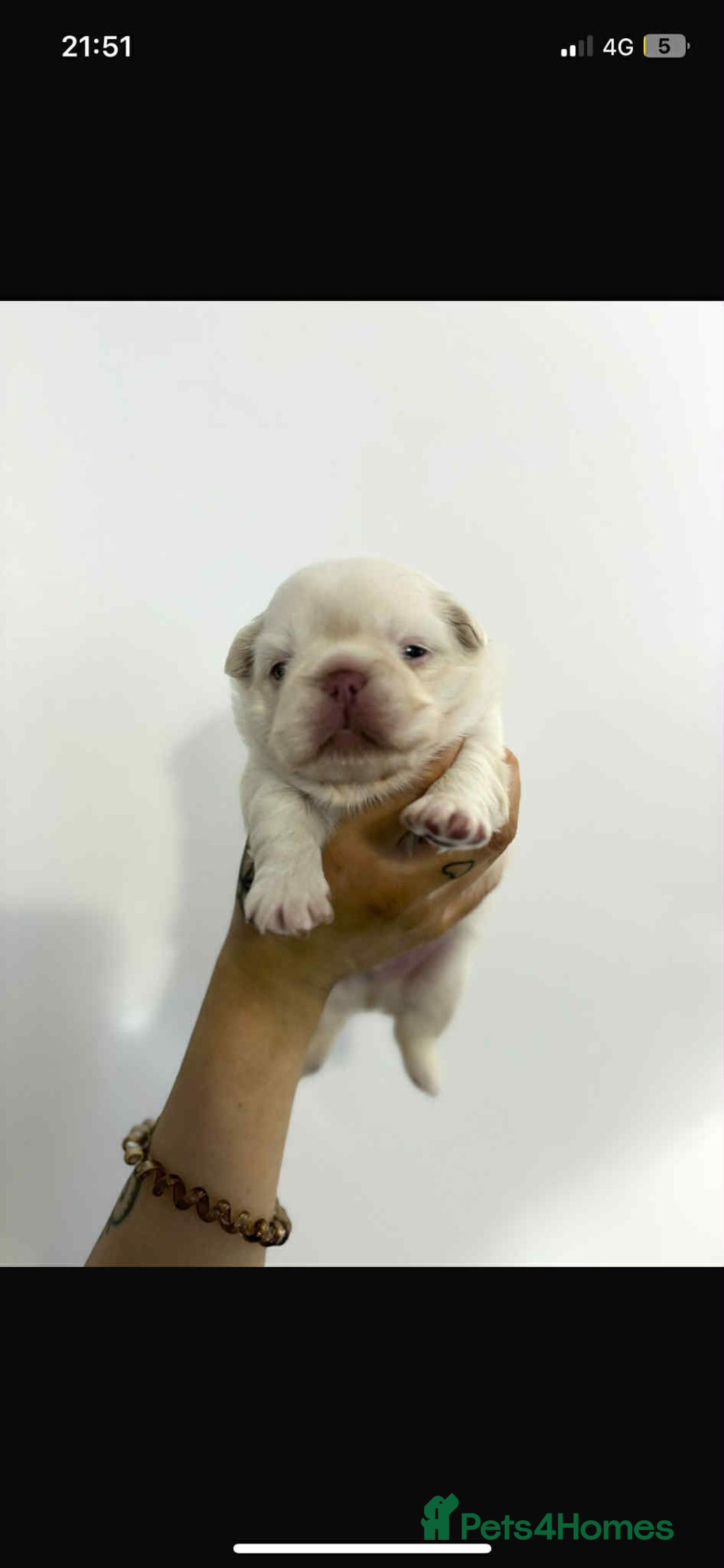 French Bulldog dogs for sale: Stunning Fluffy Frenchies Pink, Merle & Teddy Bear - Image 6