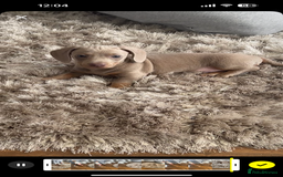 Dachshund dogs for sale: Winston - Image 6