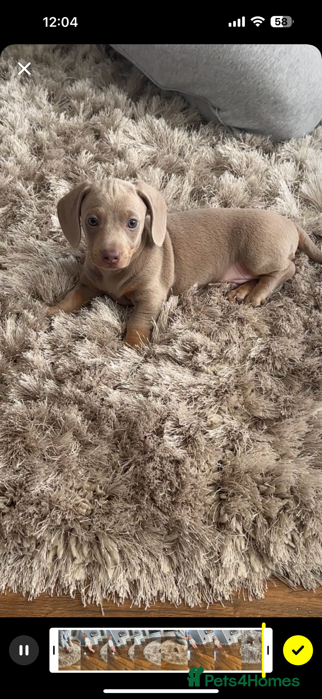 Dachshund dogs for sale: Winston - Image 6