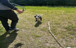 Mixed Breed dogs for sale: Bulldog cross  - Image 2