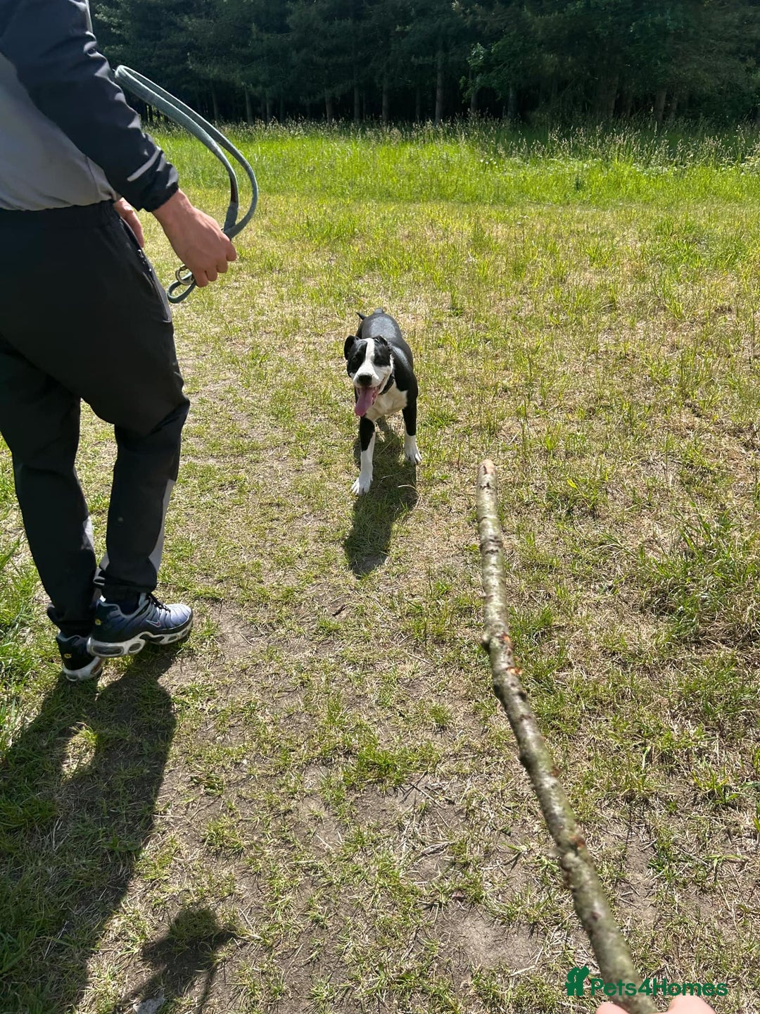 Mixed Breed dogs for sale: Bulldog cross  - Image 2