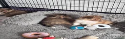 Shetland Sheepdog dogs for sale: Beautiful sable Shetland sheepdog puppies  - Advert 6