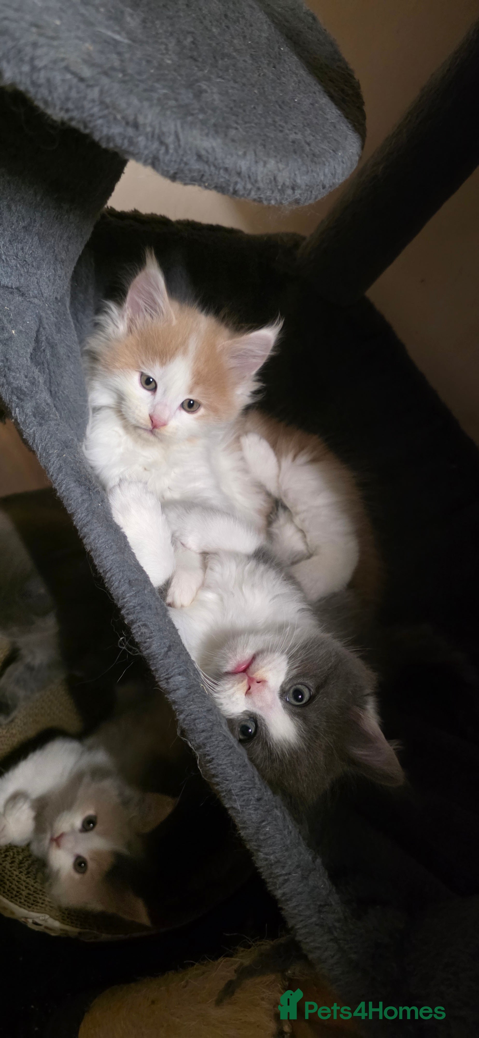 Maine Coon cats Tica registered maincoon kittens  - Advert 12