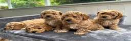 Cavapoochon dogs for sale: Beautiful Cavapoochon Puppies for sale - Advert 3