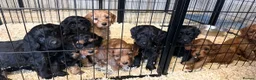 Cockapoo dogs for sale: ADORABLE COCKAPOOS  - Advert 10