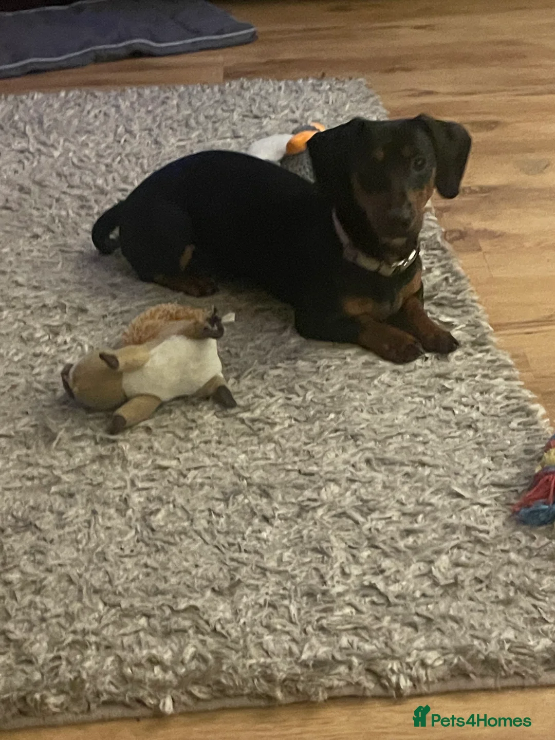 Mixed Breed dogs for sale: 1 boy and 1 girl for sale dashund x poochon - Advert 1