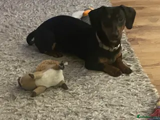 Mixed Breed dogs 1 boy and 1 girl for sale dashund x poochon - Advert 3