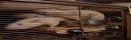 Rat rodents for sale: 3 Male Rats - Advert 3
