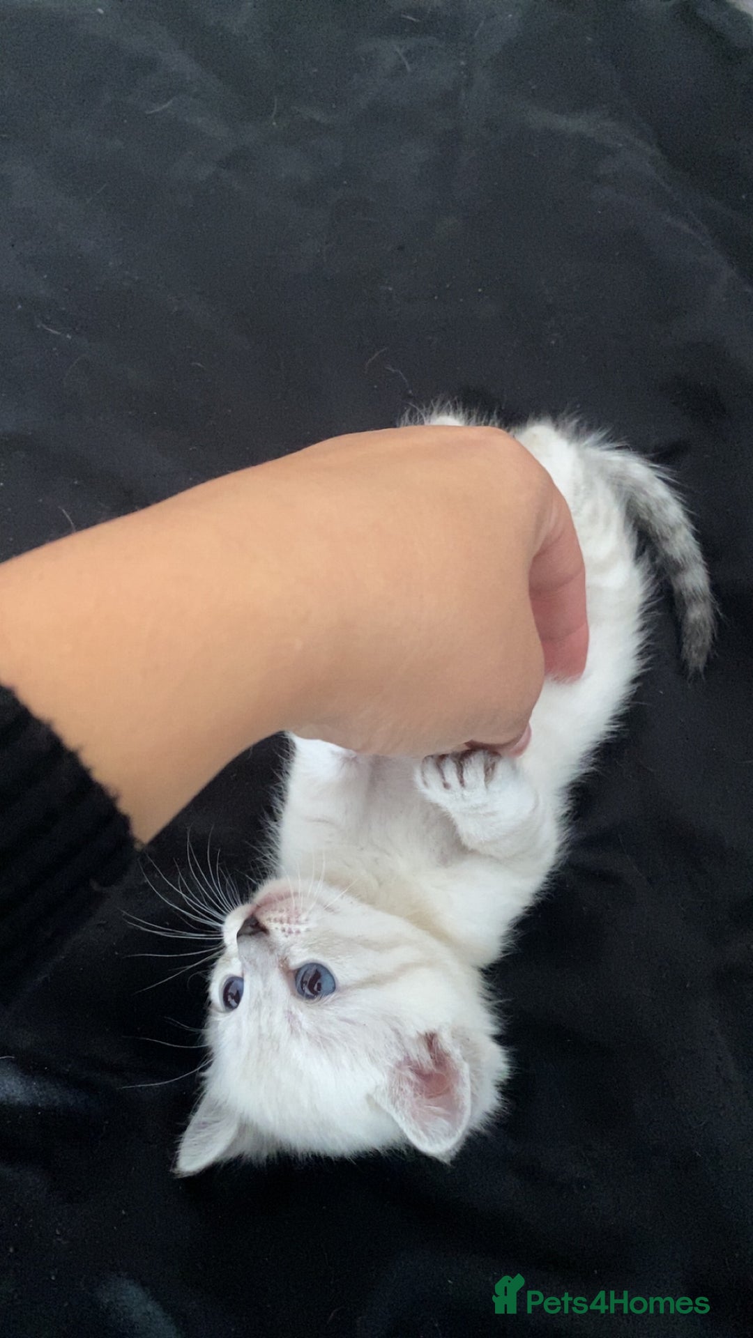 Scottish Fold cats for sale: Stunning Scottish fold kittens  - Image 12