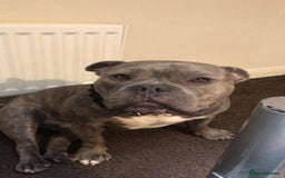 American Bully dogs for sale: Pocket Bully - Image 3